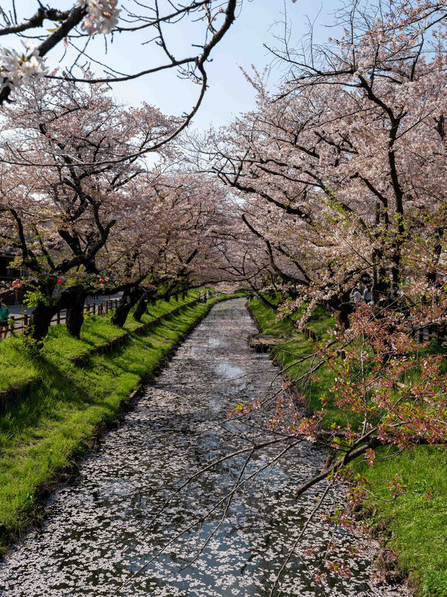 川越 新河岸川の桜 🌸🎐春の川越が一層美しくなる瞬間
