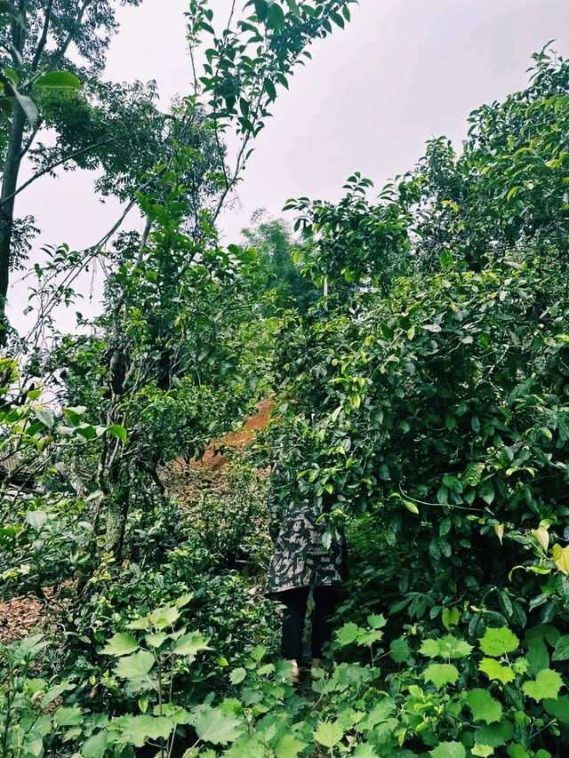 中國雲南著名旅遊城市臨滄旅行攻略，茶葉聖地，適合打卡拍照📸