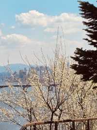 Spring Strolls with a View: Dalmaji Park's Scenic Pathways