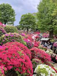 Azaleas in Full Bloom at Nezu Shrine💐