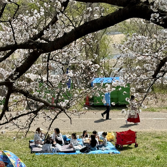 上大謝名櫻花公園~櫻花下的盛會 🌸🍱