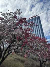 【東京】チューリップ×桜