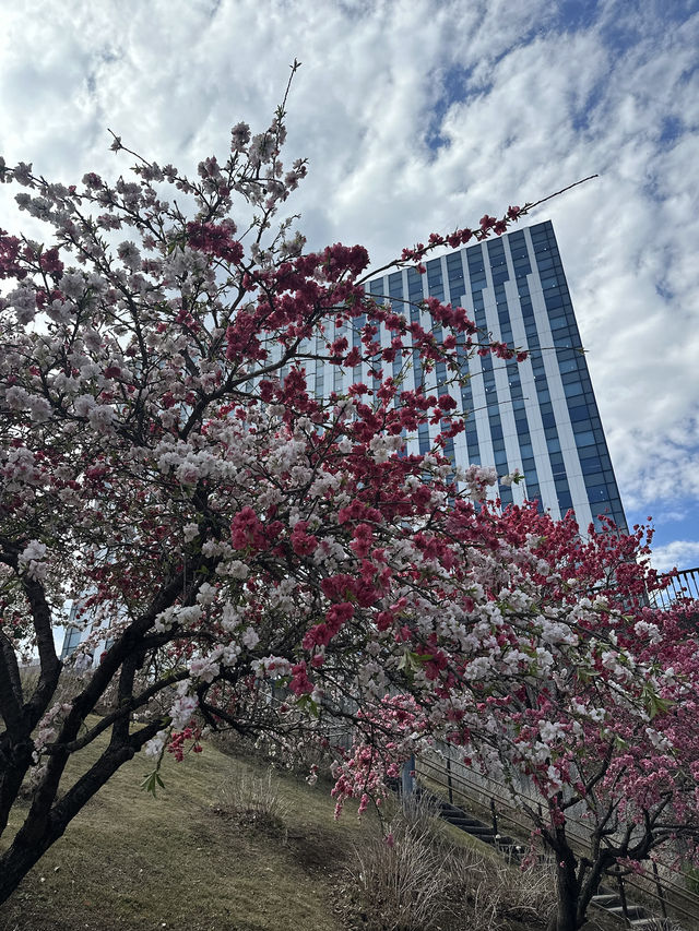 【東京】チューリップ×桜