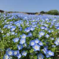 海之中道鬱金香節 – Uminonakamichi Tulip Festival