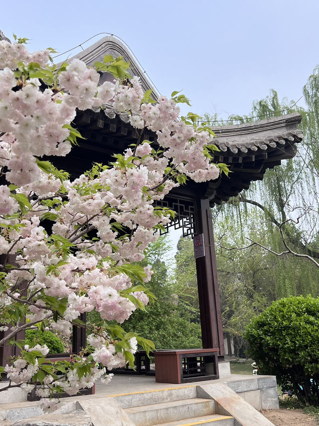 Cherry blossom @ Yuyuantan Park Beijing China