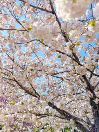 【東京】まだ間に合う!!もふもふ桜がかわいい桜スポット🌸