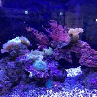 海洋生物互動展館，近距離觀賞與餵食鯊魚