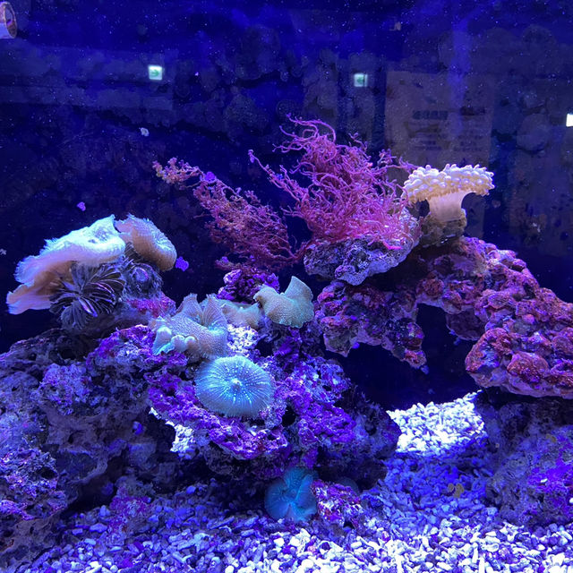 海洋生物互動展館，近距離觀賞與餵食鯊魚
