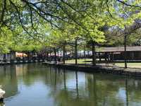 學甲蜀葵花季一日輕旅行～花牆爆炸美