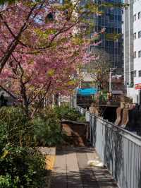 人が少なくねらい目！渋谷川の桜🌸