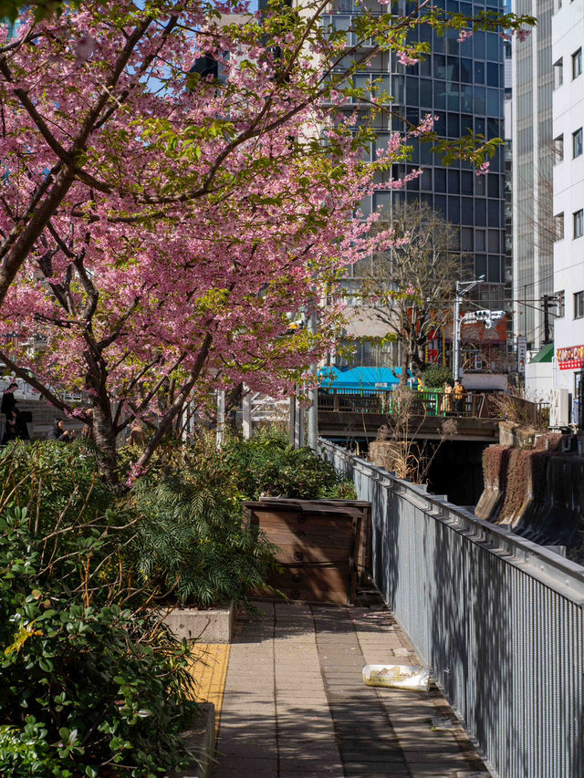 人が少なくねらい目！渋谷川の桜🌸