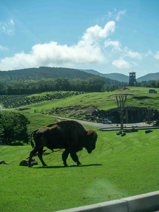【九州自然動物公園の見どころ】🌍🐅