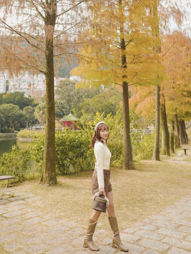 香港🇭🇰中文大學落羽松秘境🍂