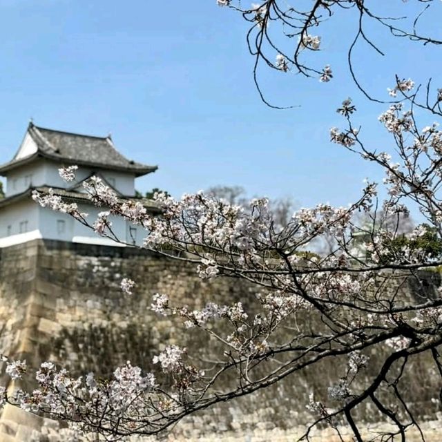 大阪城賞櫻，西之丸庭園與天狩閣的櫻花絕景