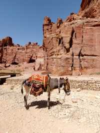 Spring into Petra: A Blooming Adventure Through Time
