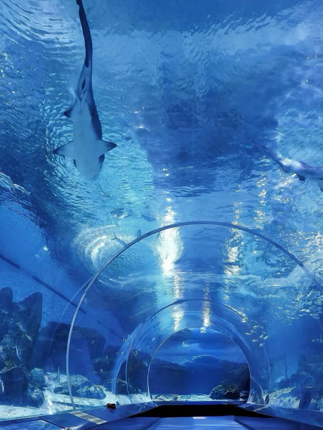 Under the Sea in Singapore – A Magical Dive Without Getting Wet!