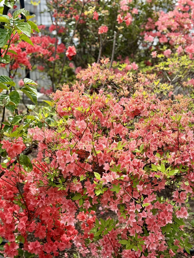 Hidden Spring Gem in the City: Meguro Sky Garden