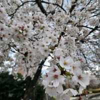 Maebashi Park, Gunma