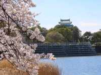 名古屋-名城公園，散步休閒的賞櫻好去處