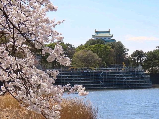 名古屋-名城公園，散步休閒的賞櫻好去處