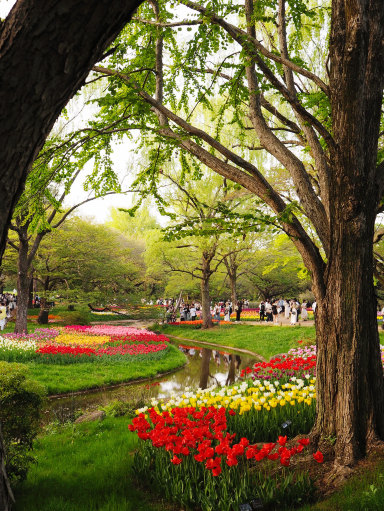 2025.4.19撮影 今が見頃！昭和記念公園のチューリップ🌷 | Trip.com 東京