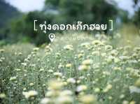 ทุ่งดอกเก๊กฮวย 🌼 อ.สะเมิง จ.เชียงใหม่