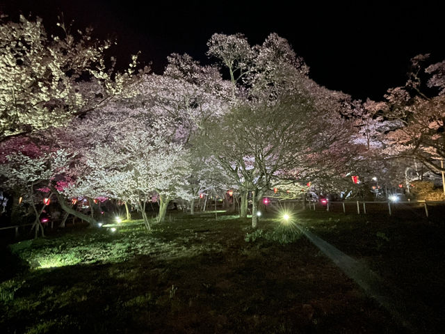 天下第一櫻 夜櫻同樣精彩