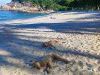 dog beach 