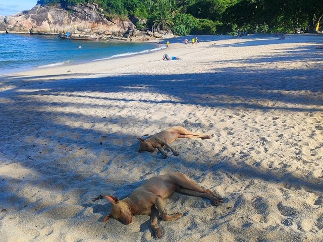 dog beach 