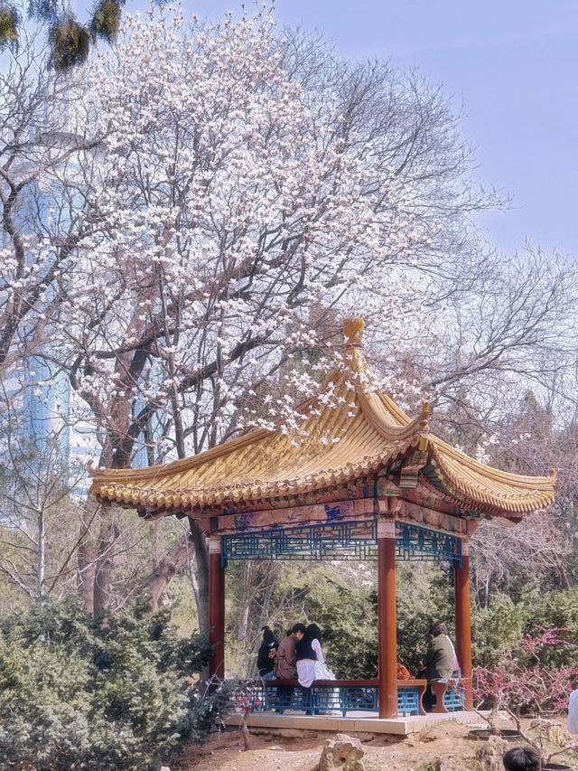 🌸Spring Has Sprung in Dalian — Labor Park in Full Bloom! (With Guide)🌸