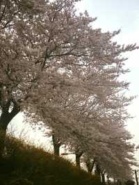 “Gyeongju in Bloom: Where History Meets Cherry Blossoms”