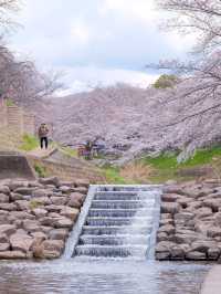 Nara: The Cherry Blossoms at Saho River—A Dream Come True! 🌸