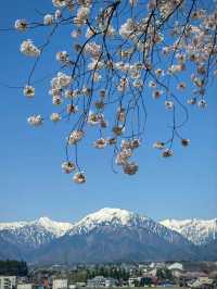 Wild Cherry Blossoms🌸 Off-Peak Serenity