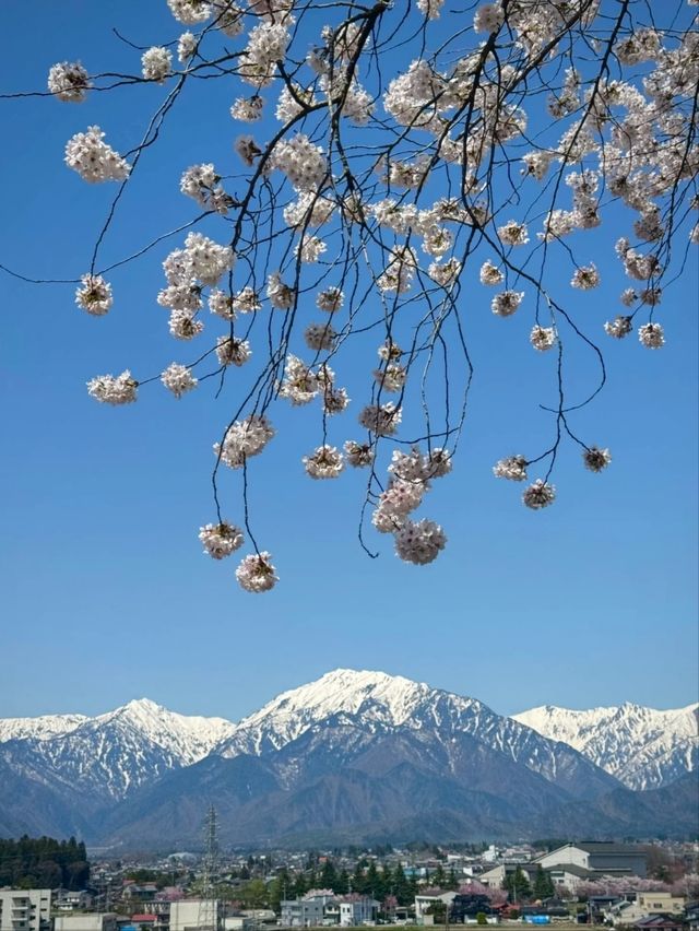 Wild Cherry Blossoms🌸 Off-Peak Serenity
