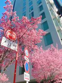 Magical Day in Kamakura and Nihonbashi 🌸🚉