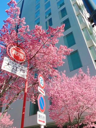 Magical Day in Kamakura and Nihonbashi 🌸🚉