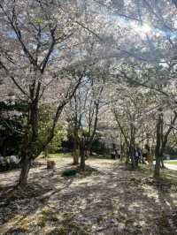 Suoshan Park Sakura | A Pink Oasis in Suzhou Industrial Park