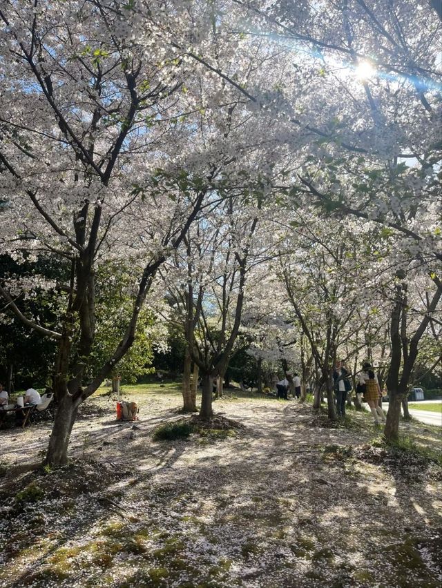 Suoshan Park Sakura | A Pink Oasis in Suzhou Industrial Park
