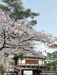 Akita Chōkai Park Cherry Blossom Update 🌸