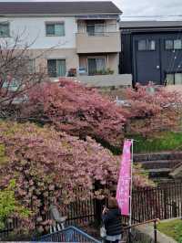 “Kyoto in Bloom: A Dream of Sakura and Serenity”