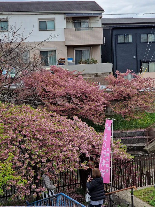 “Kyoto in Bloom: A Dream of Sakura and Serenity”