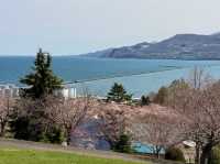Springtime Reverie: Cherry Blossoms by Otaru's Canal