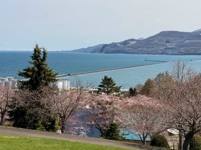 Springtime Reverie: Cherry Blossoms by Otaru's Canal
