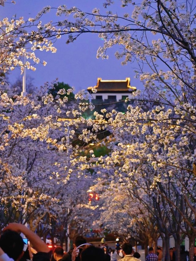 Guanyinmen Night Sakura 