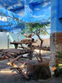 免門票看熊貓就在唐山動物園！！