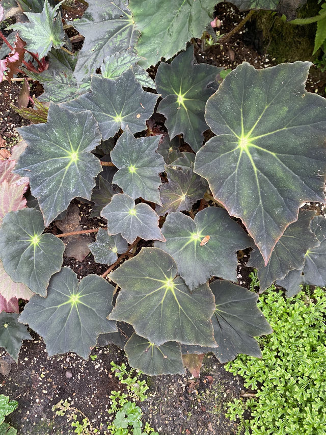 深圳仙湖植物園陰生園有藝術品？！但陰生園在那兒？
