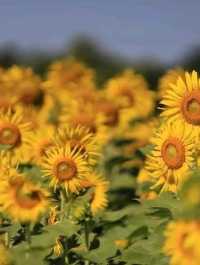 ทุ่งทานตะวัน🌻🌻🌻 อ.วังทอง ของดีที่มีปีละครั้ง