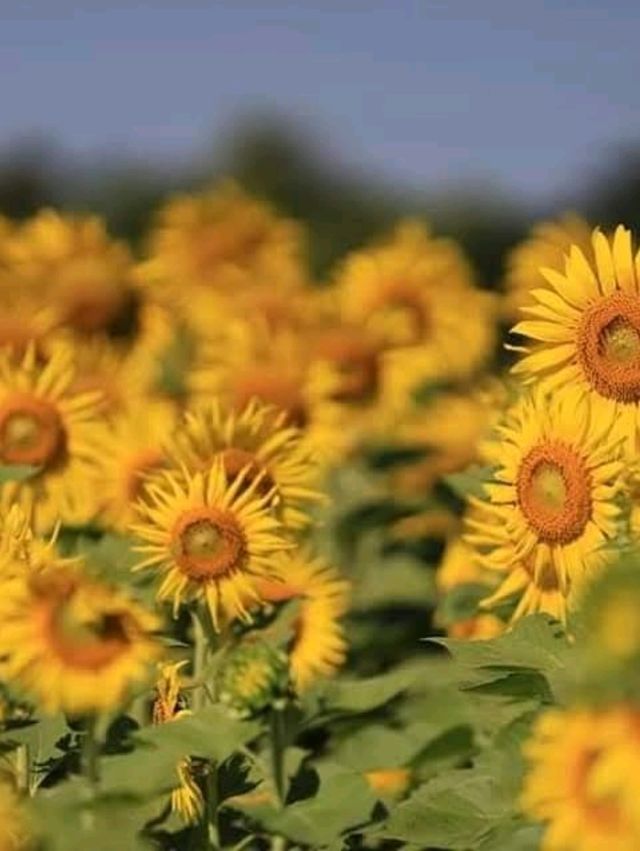 ทุ่งทานตะวัน🌻🌻🌻 อ.วังทอง ของดีที่มีปีละครั้ง