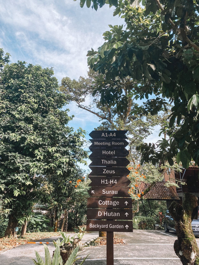 Nature's Therapy 🌿🌱🌳