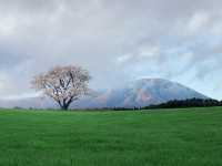  A Symbol of Spring's Quiet Beauty
